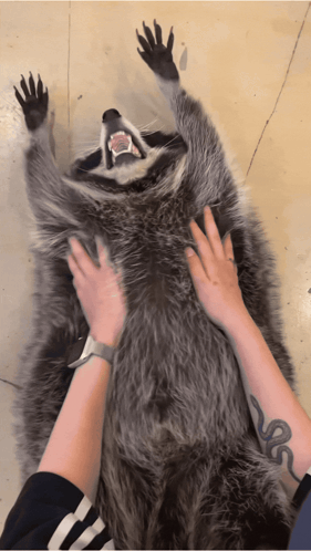 Shake Raccoon GIF