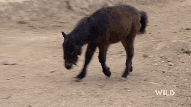 Shaking It Off Zara GIF