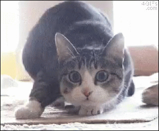 Shaq Cat GIF. This 320 x 264 animated GIF is part of our geburtstag katzen collection. Related themes include cat, funny, happy birthday. Created by…