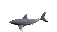Shark 3d Sticker