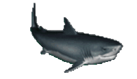 Shark Sticker