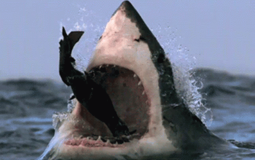 Shark GIF