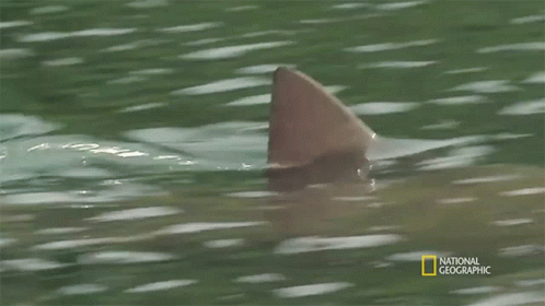 Shark Fin Bull Shark Vs Hippo GIF