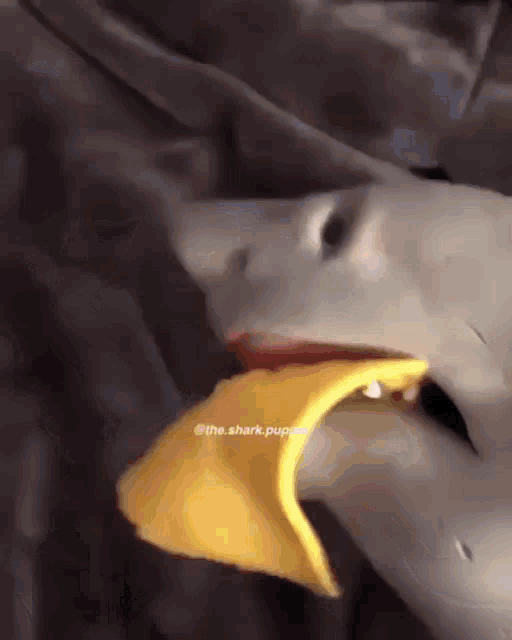 Shark GIF