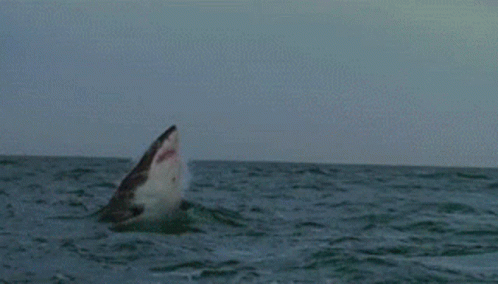 Shark Jump GIF