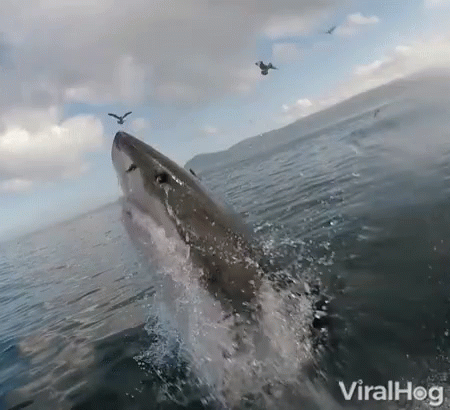 Shark Jumping GIF