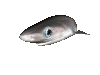 Shark Looking Sticker