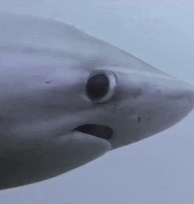 Shark Meme