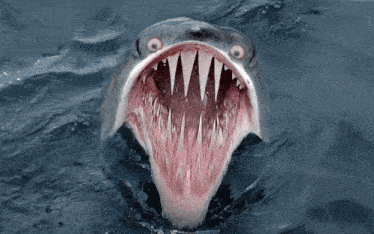 Shark Monster Shark GIF