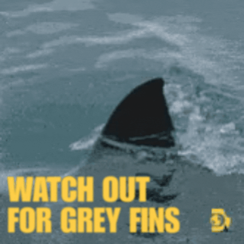 Shark Shark Fins GIF