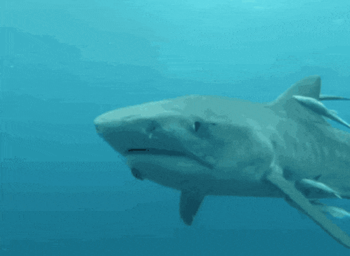 Shark Shark Nom GIF