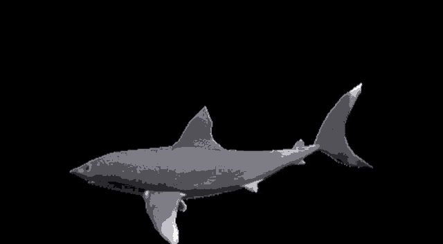Shark Spin GIF