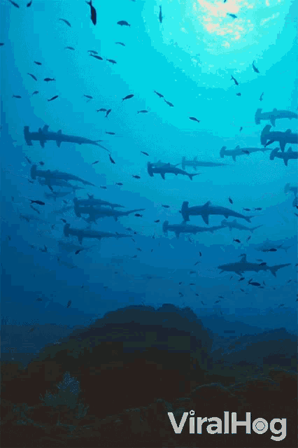 Sharks Swimming Viralhog GIF