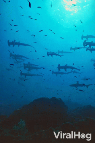 Sharks Swimming Viralhog GIF
