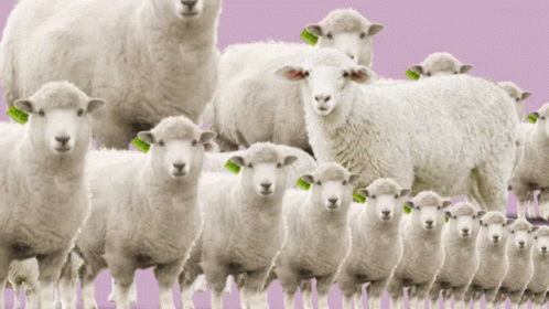 Sheep Counting Sheep GIF