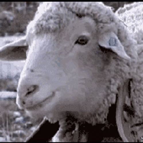 Sheep Deal GIF