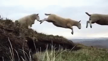 Sheep Jumping GIF