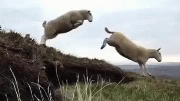 Sheeps Counting Sheeps GIF