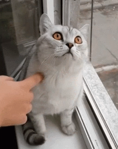 Shes Not Moving GIF