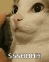 Shh Cats GIF