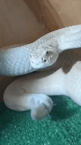 Shhh Cobra Calado GIF. This 281 x 498 animated GIF is part of our im a snake collection. Created by Sphinxdeveth. View the original animation, share it, or…
