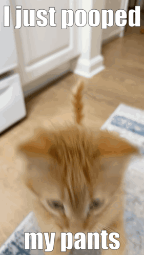 Shi T Ipoop GIF