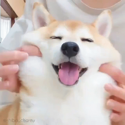 Shiba Cute GIF. This 498 x 498 animated GIF is part of our shiba inu smile collection. Created by Am5terdam. View the original animation, share it, or…