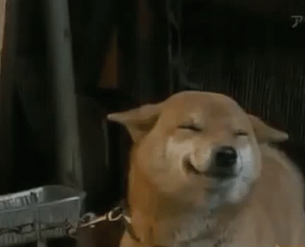 Shiba Hài Lòng GIF. This 432 x 350 animated GIF is part of our shiba inu smile collection. Related themes include smile. View the original animation…