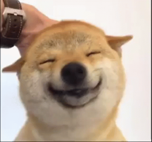 Shiba Shiba Inu GIF. This 498 x 466 animated GIF is part of our shiba inu smile collection. Related themes include happy. Created by tlhxyz. View the…