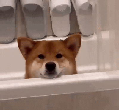 Shiba Shiba Inu GIF. This 400 x 369 animated GIF is part of our shiba inu smile collection. Created by mushiba. View the original animation, share it, or…