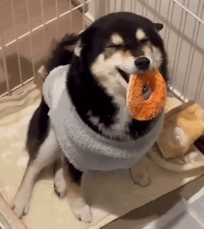 Shiba Shiba Inu GIF. This 400 x 449 animated GIF is part of our shiba inu smile collection. Created by mushiba. View the original animation, share it, or…