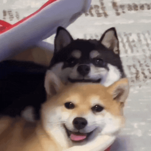 Shiba Shiba Inu GIF. This 498 x 498 animated GIF is part of our shiba inu smile collection. Created by mushiba. View the original animation, share it, or…