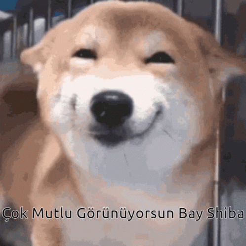 Shiba Shibe GIF. This 498 x 498 animated GIF is part of our shiba inu smile collection. Created by 4n5n. View the original animation, share it, or browse…