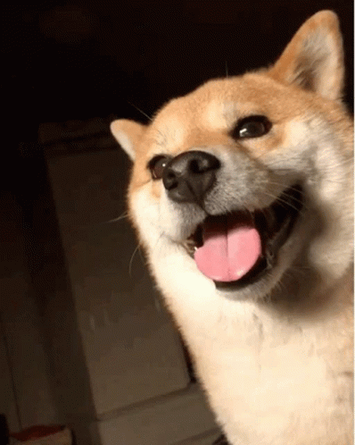 Shiba Smile GIF. This 398 x 498 animated GIF is part of our shiba inu smile collection. Related themes include smile. Created by lemonadeee. View the…