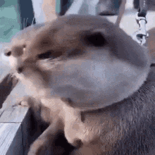 Shock Surprised GIF