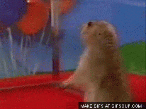 Shock Zoom GIF