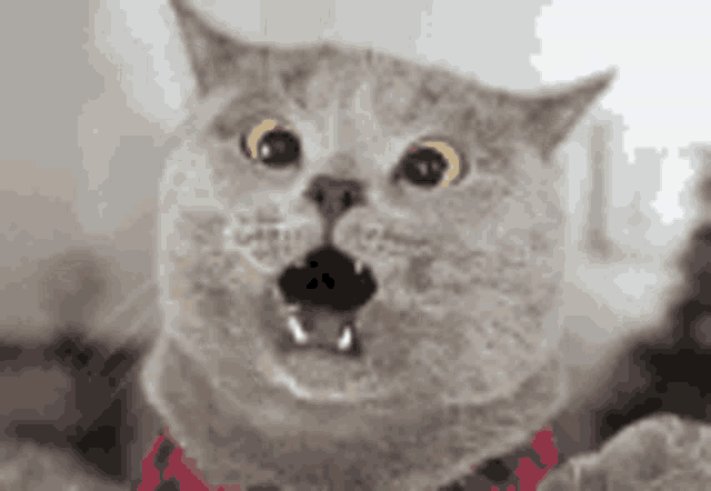 Shocked Cat GIF