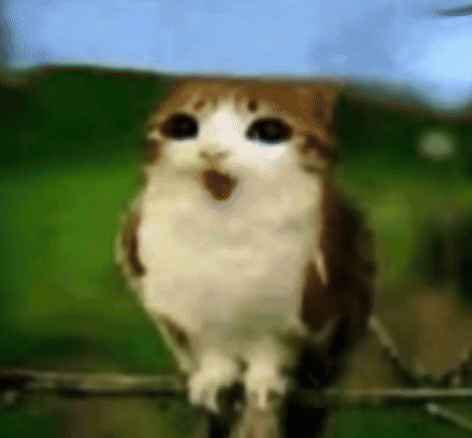 Shocked Cat Slowed Bird GIF