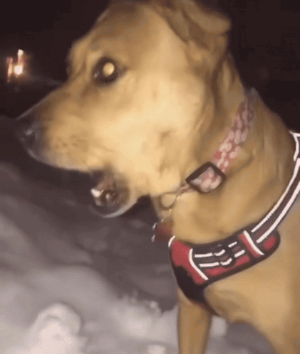 Shocked Dog Snow GIF