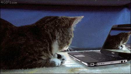 Shocked Dumb Cat GIF