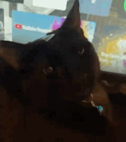 Shocked Face Mclaren Cat GIF