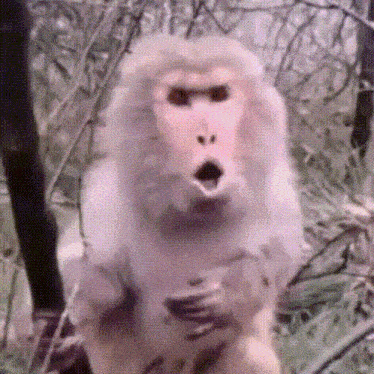 Shocked Shock GIF