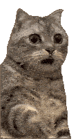 Shocked Shocked Cat Sticker