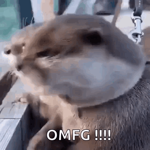 Shocked Shocking GIF