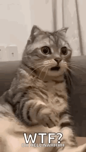 Shocked Surprised GIF