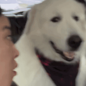 Shocked Surprised GIF