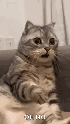 Shocked Surprised GIF