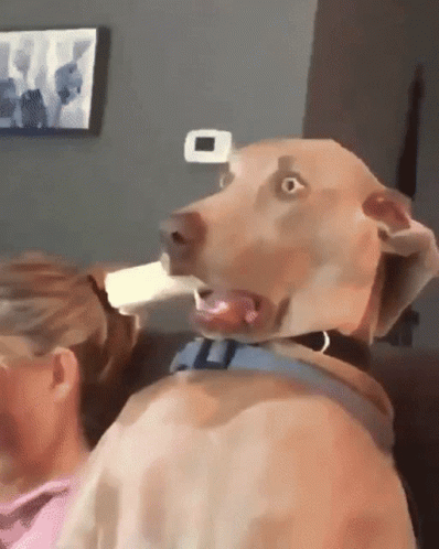 Shocked Surprised GIF