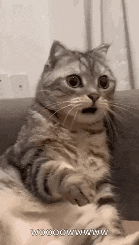 Shocked Surprised GIF