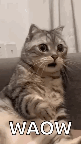 Shocked Surprised GIF